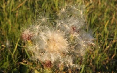 UNE BONNE RESPIRATION POUR FETER LE PRINTEMPS ?