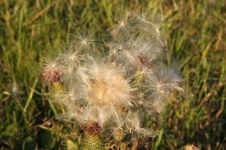 UNE BONNE RESPIRATION POUR FETER LE PRINTEMPS ?
